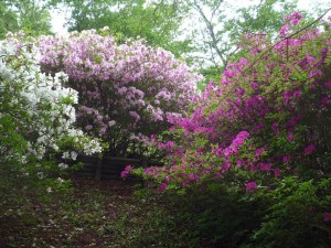 P1170409森林公園