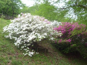 P1170408森林公園