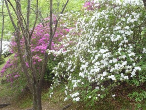 P1170411森林公園