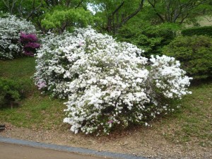 P1170412森林公園